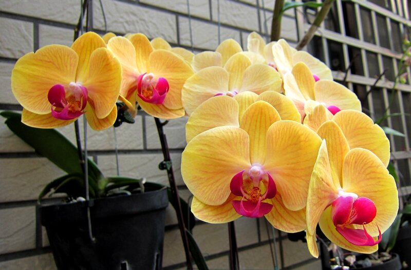 Yellow Orchid Flowers — Calm, Afternoon
