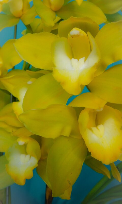 Yellow Orchid Flowers — Calm, Photograph, Blue Background
