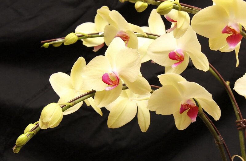 Yellow Orchid Flowers — Calm, Photograph, Buds, Stems