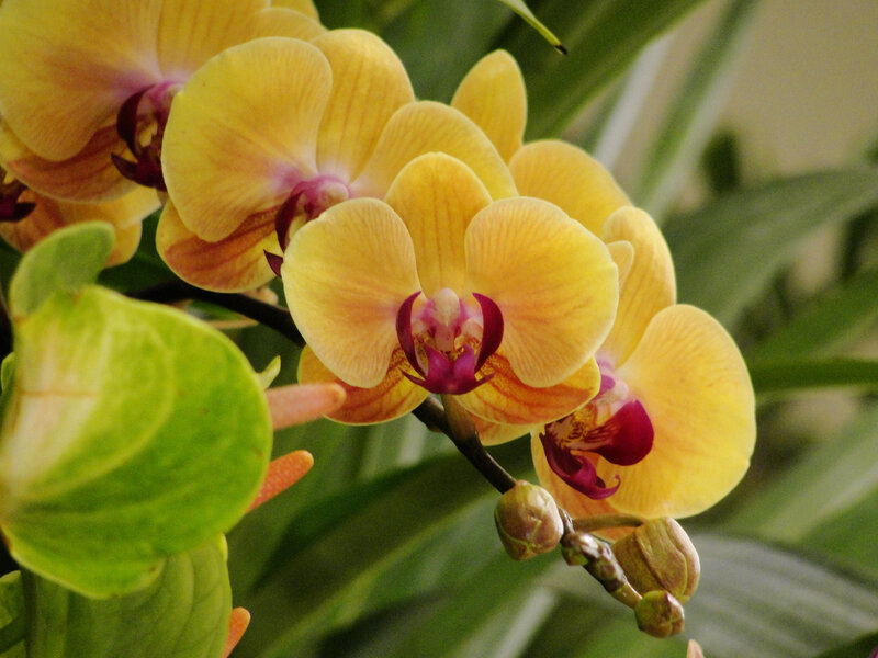 Yellow Orchid Flowers — Calm, Photograph, Buds