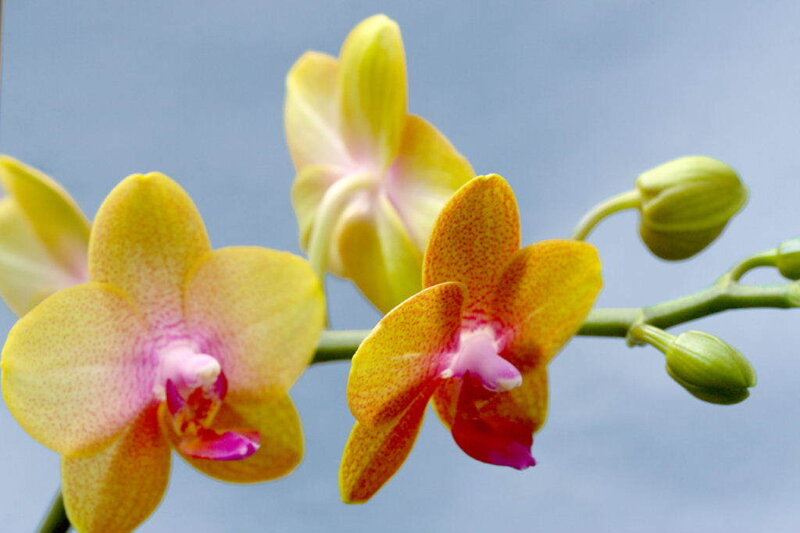 Yellow Orchid Flowers — Calm, Photograph, Flower, Buds