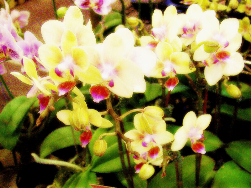 Yellow Orchid Flowers — Calm, Photograph, Green Leaves