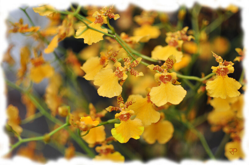 Yellow Orchid Flowers — Calm, Photograph, Green Stems