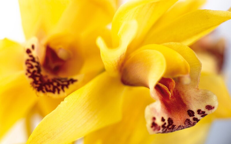 Yellow Orchid Flowers — Calm, Photograph, Petals, Center