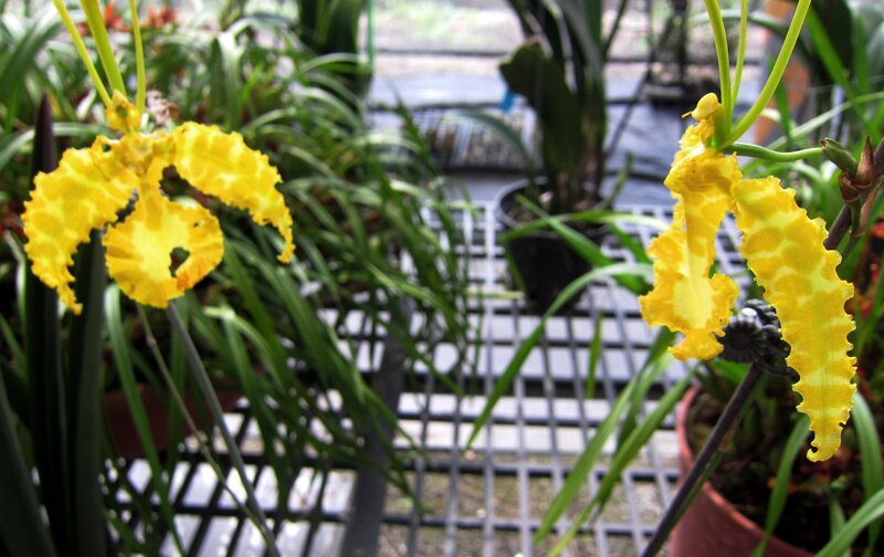 Yellow Orchid Flowers — Calm, Photograph, Potted Plants
