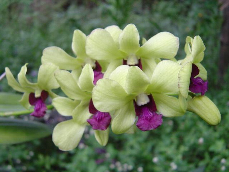 Yellow Orchid Flowers — Calm, Photograph, Purple Centers