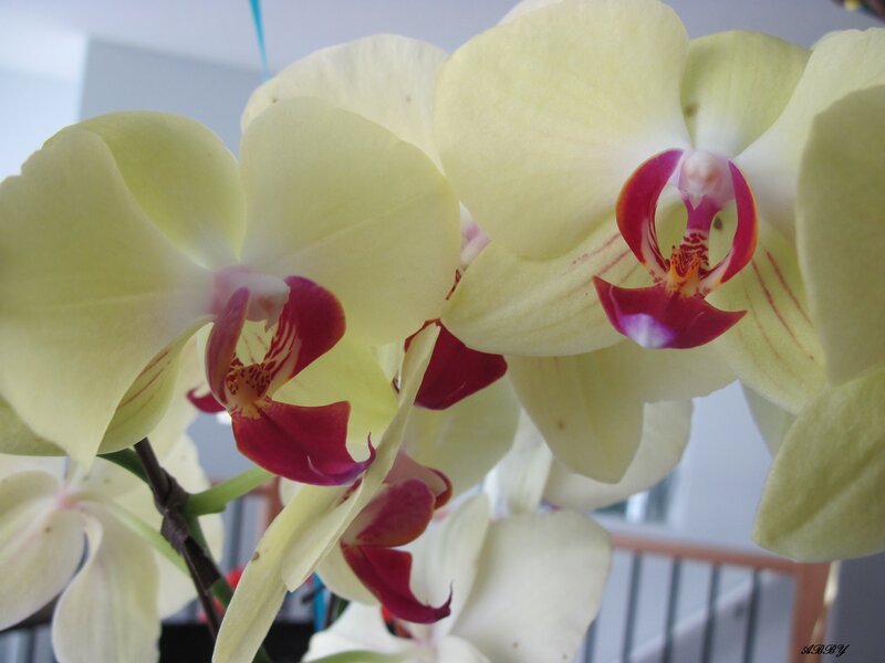 Yellow Orchid Flowers — Calm, Photograph, Stem, Railing