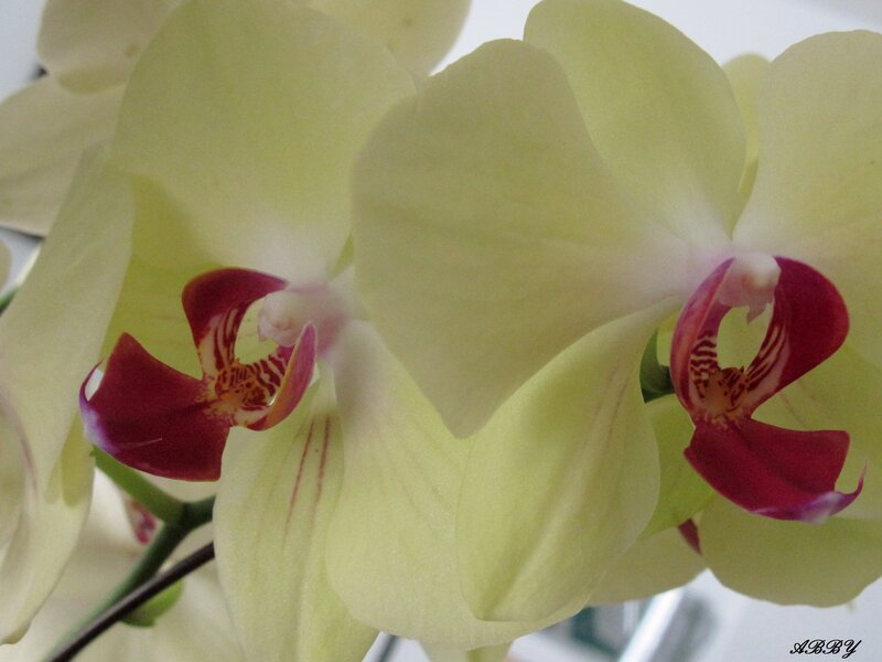 Yellow Orchid Flowers — Calm, Photograph, Stem