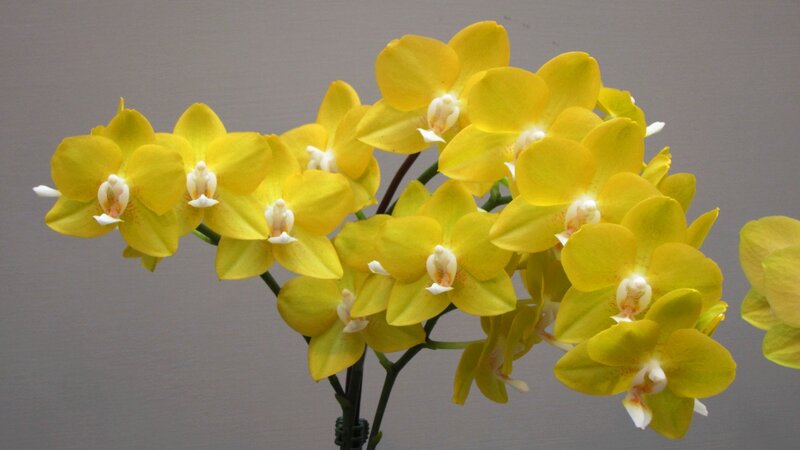 Yellow Orchid Flowers — Calm, Photograph, Stems