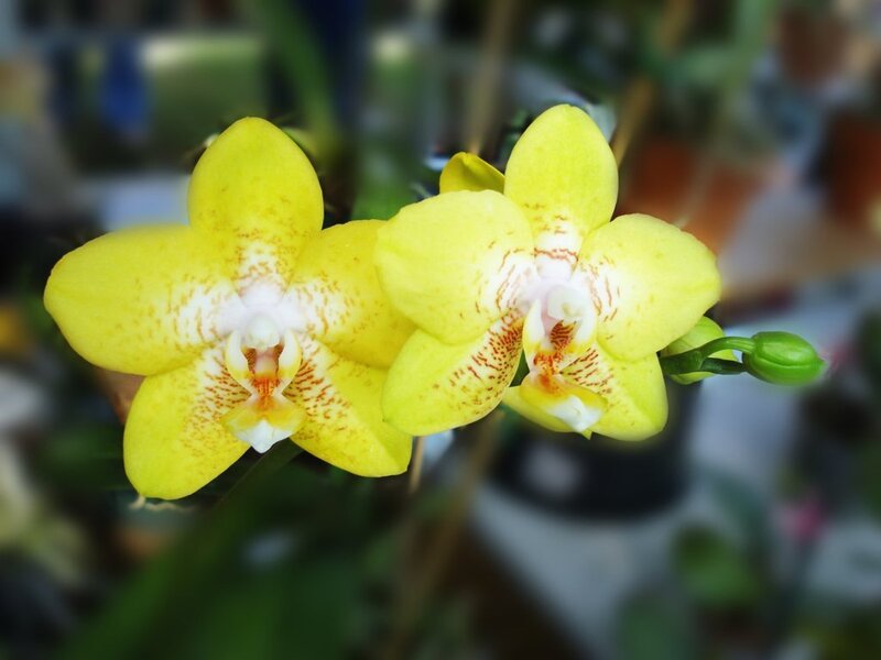 Yellow Orchid Flowers — Calm, Photograph