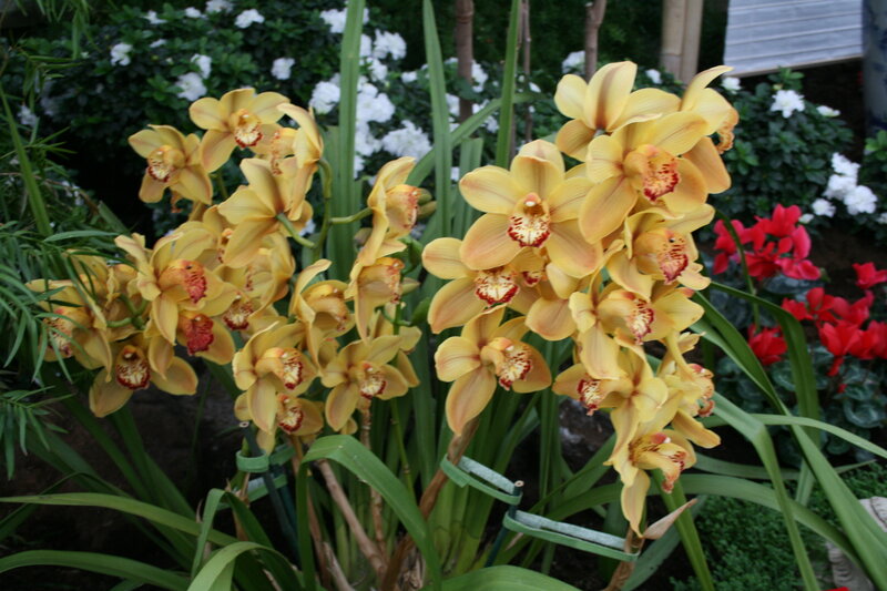 Yellow Orchid Flowers — Calm, Photograph, White Flowers