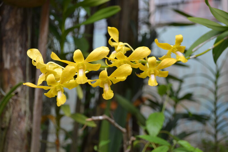 Yellow Orchid Flowers — Calm