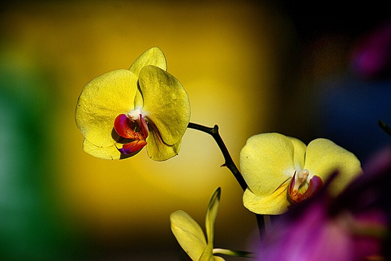 Yellow Orchid Flowers — Dramatic, Photograph, Flower, Stem, Background