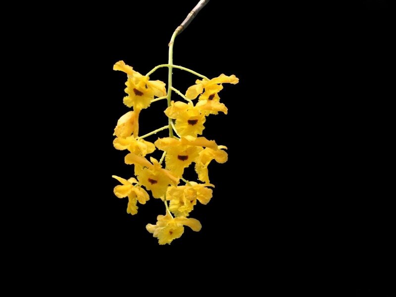 Yellow Orchid Flowers — Dramatic, Photograph, Flower, Stem, Black Background