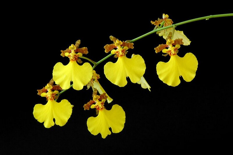 Yellow Orchid Flowers — Dramatic, Photograph, Flower, Stem