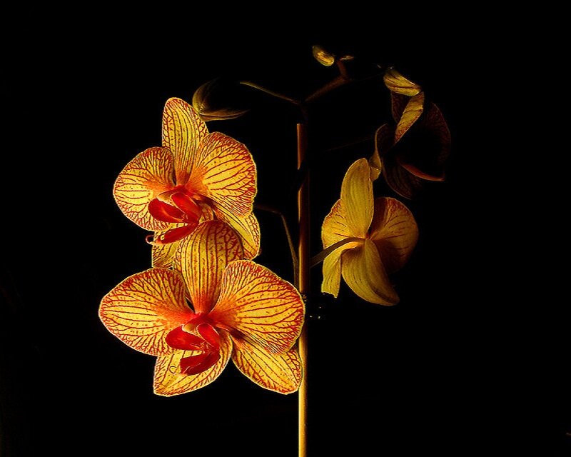 Yellow Orchid Flowers — Dramatic, Photograph, Flower