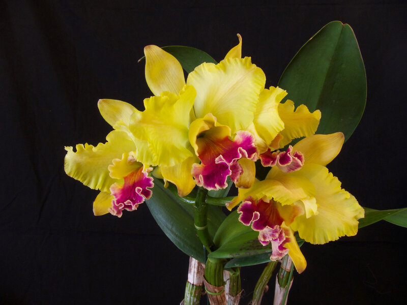Yellow Orchid Flowers — Dramatic, Photograph, Green Leaves, Flower Stems