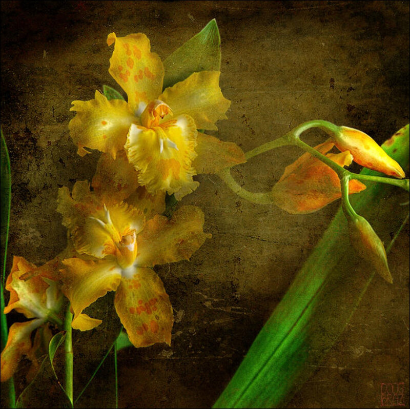 Yellow Orchid Flowers — Dramatic, Photograph, Green Leaves