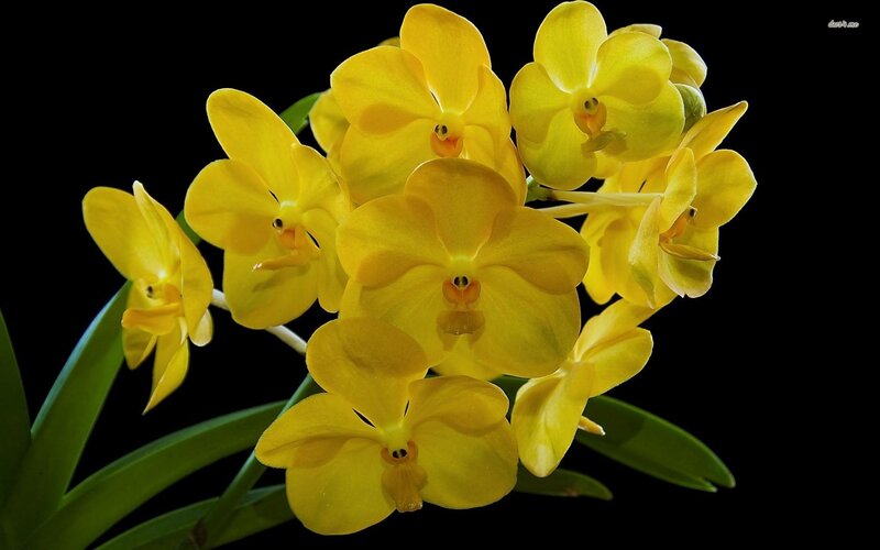 Yellow Orchid Flowers — Dramatic, Photograph, Leaves