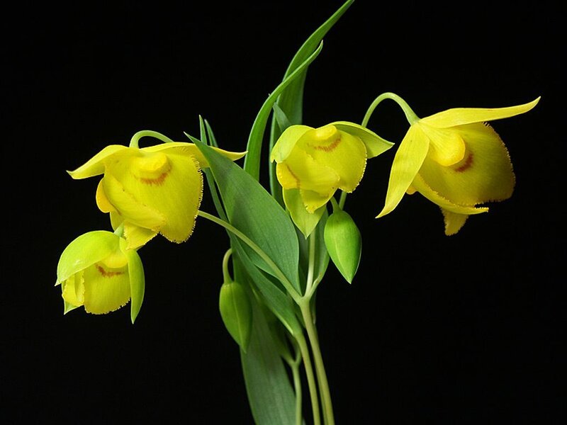 Yellow Orchid Flowers — Dramatic, Photograph