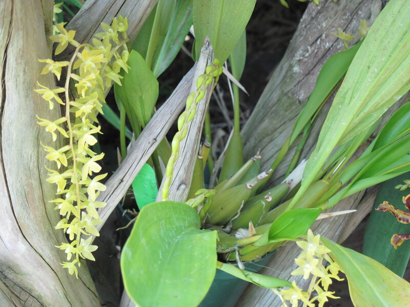 Yellow Orchid Flowers — Green, Natural, Photograph, Leaves