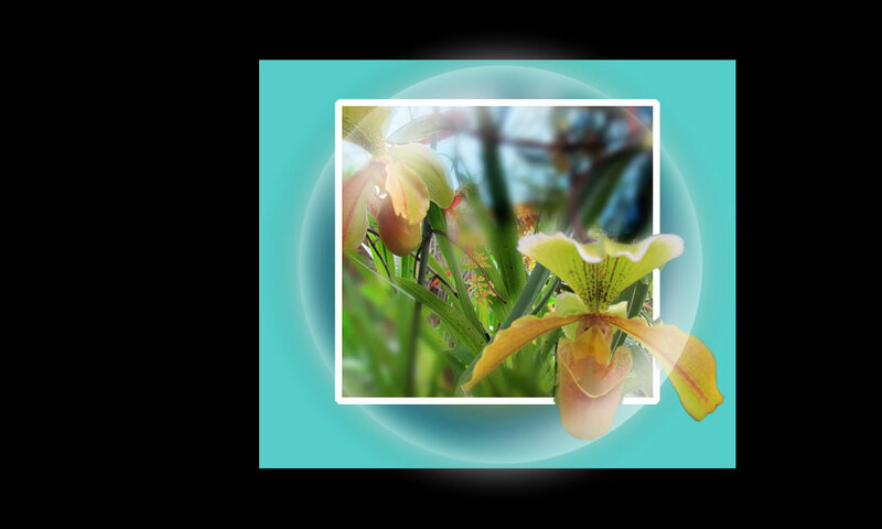 Yellow Orchid Flowers — Green, Serene
