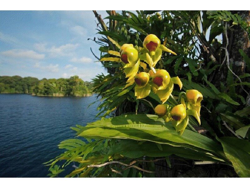 Yellow Orchid Flowers — Green