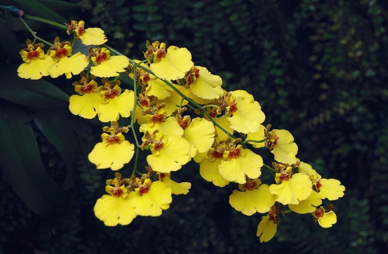 Yellow orchid flowers in bloom