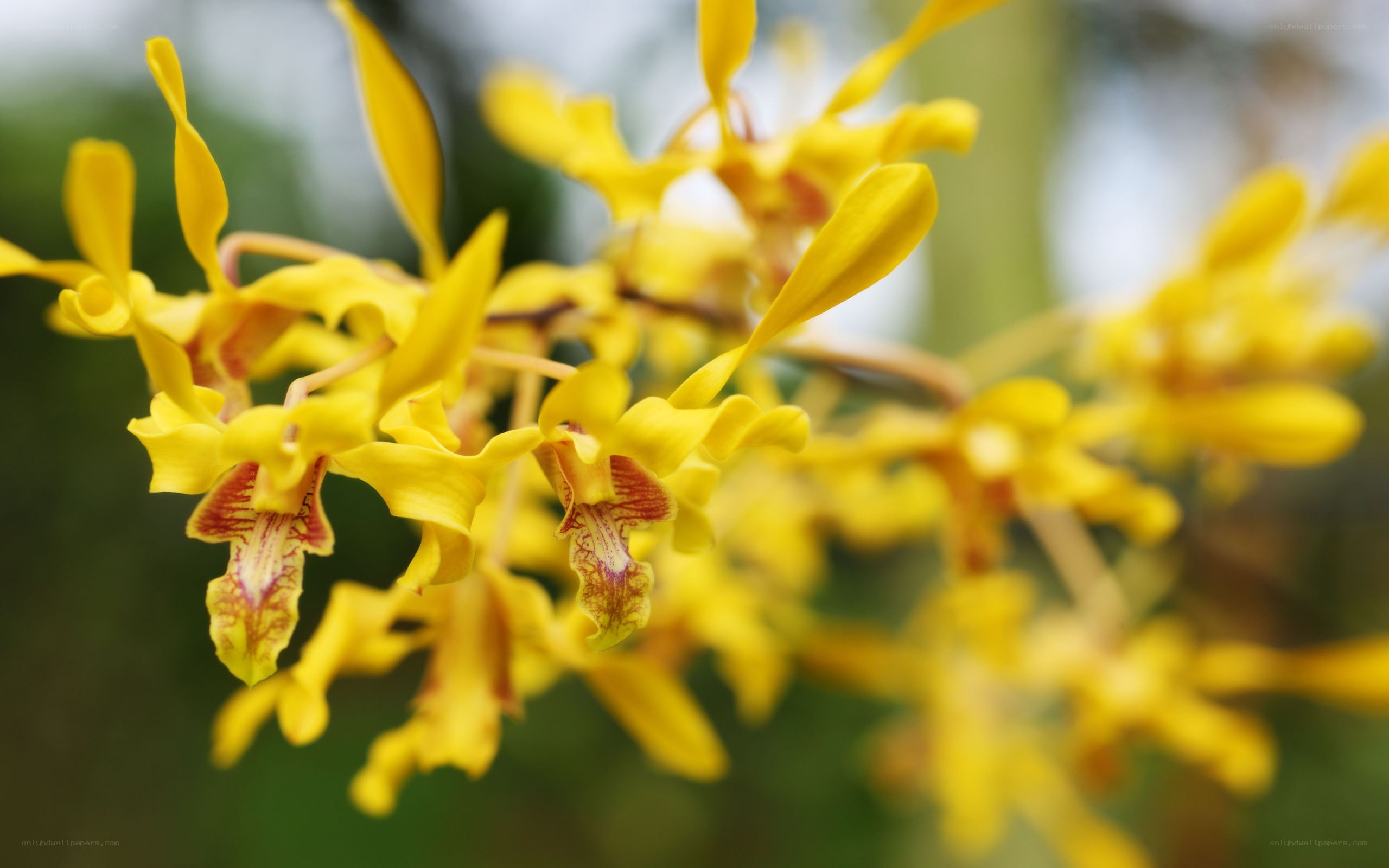 Yellow orchid flowers in bloom