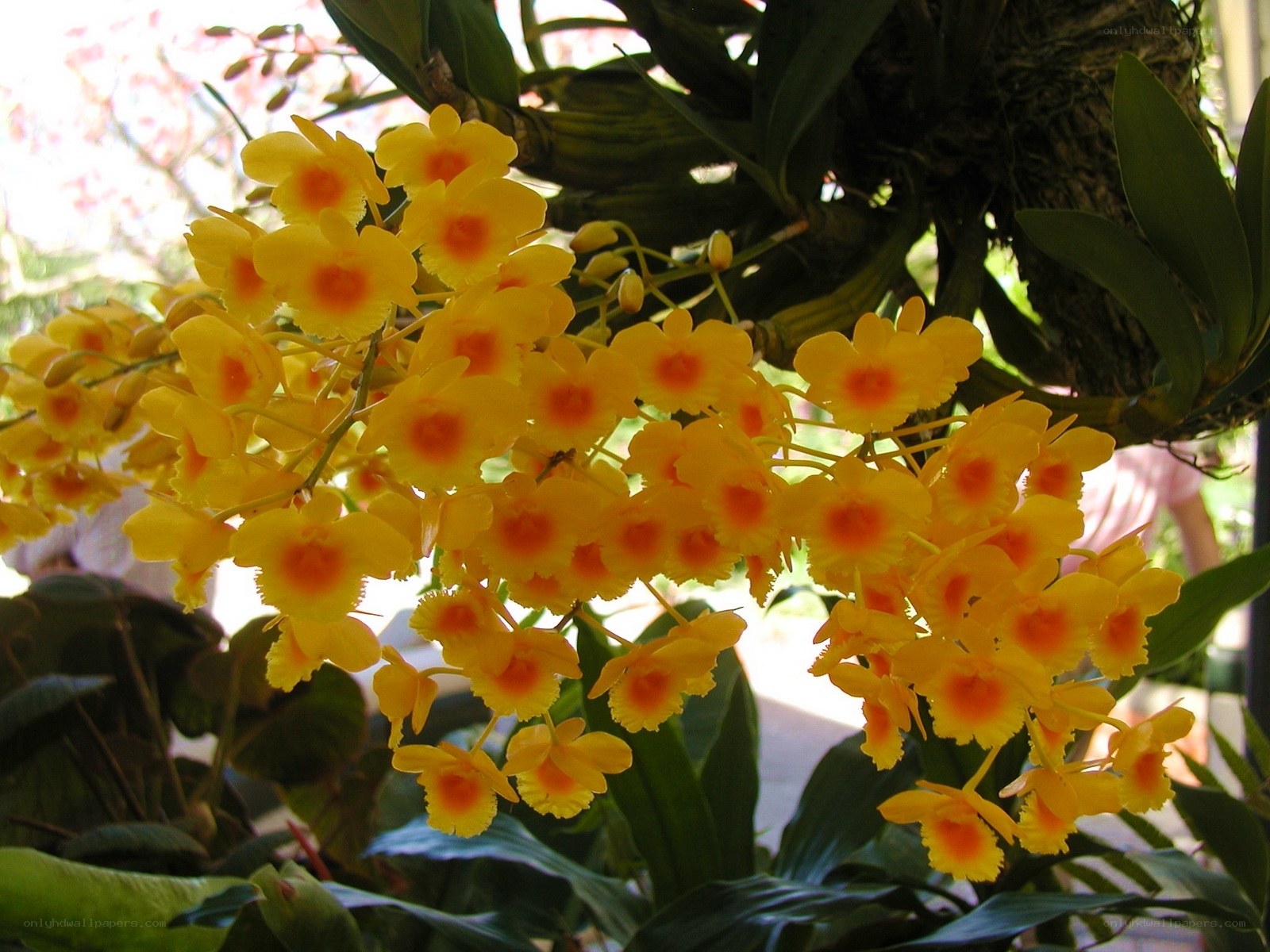 Yellow orchid flowers in bloom