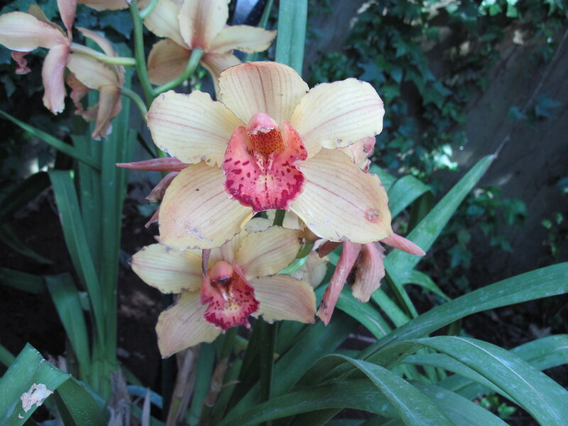 Yellow Orchid Flowers — Natural, Afternoon, Photograph, Green Leaves, Garden