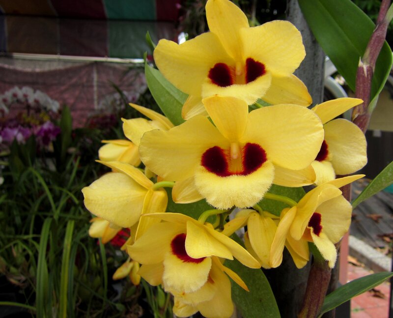 Yellow Orchid Flowers — Natural, Afternoon, Photograph