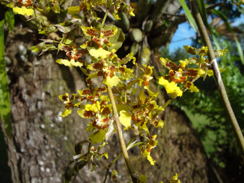 Yellow Orchid Flowers — Natural, Afternoon, Photograph, Tree Trunk