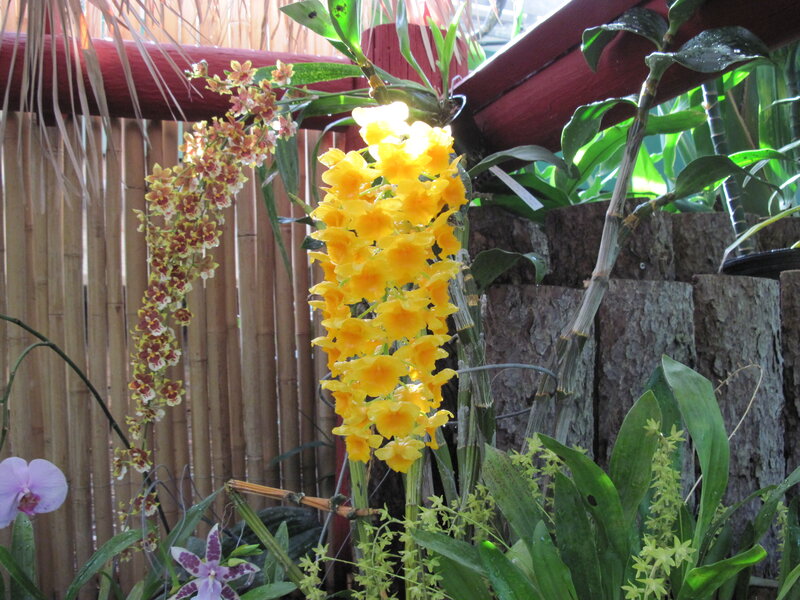 Yellow Orchid Flowers — Natural, Afternoon