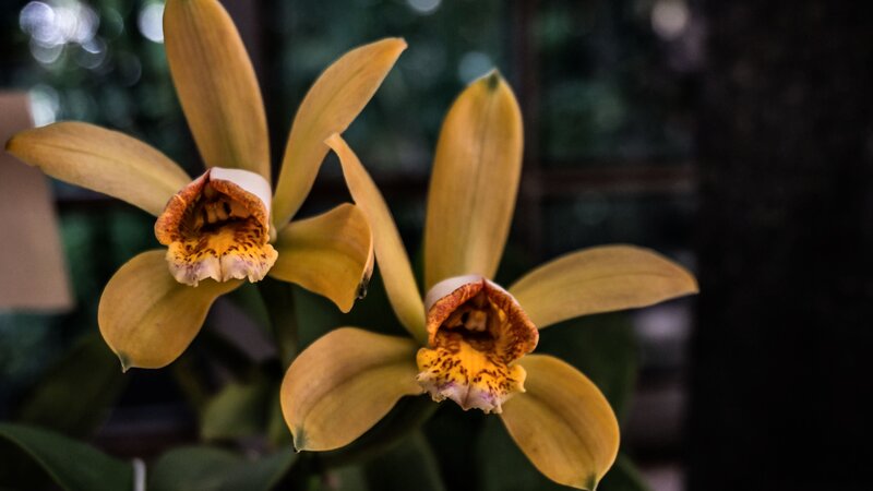 Yellow Orchid Flowers — Natural, Photograph, Leaves