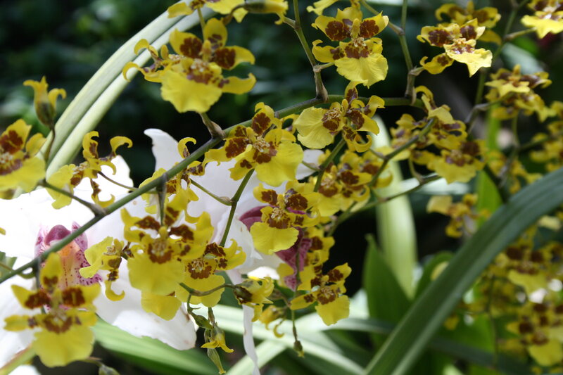 Yellow Orchid Flowers — Natural, Photograph, White Flower