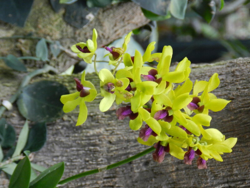 Yellow Orchid Flowers — Natural, Photograph, Wooden Surface
