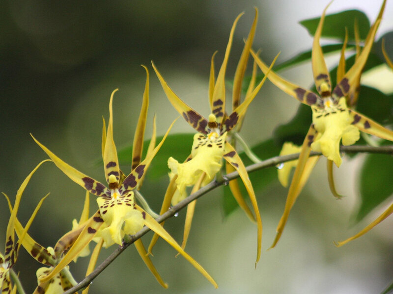 Yellow Orchid Flowers — Natural