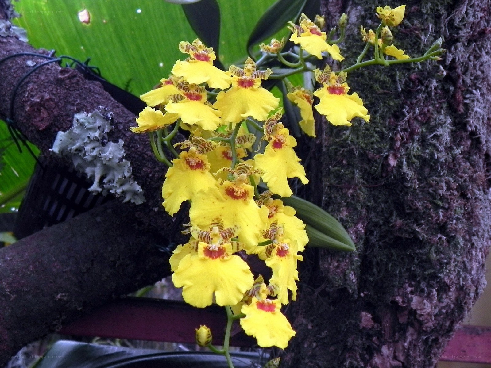 Yellow orchid flowers on a tree