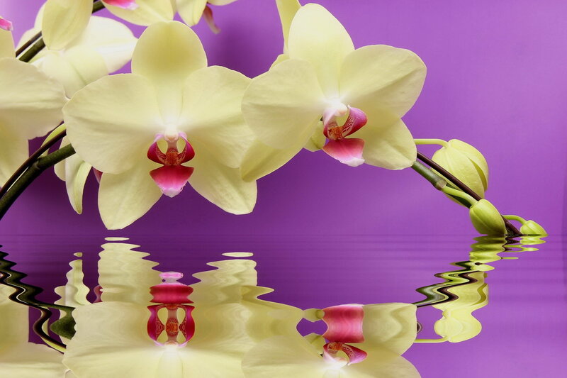 Yellow Orchid Flowers — Purple