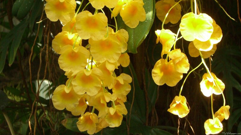 Yellow Orchid Flowers — Serene, Afternoon
