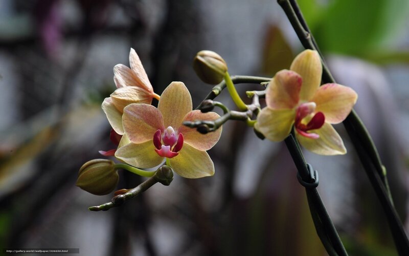 Yellow Orchid Flowers — Serene, Photograph, Buds, Stem