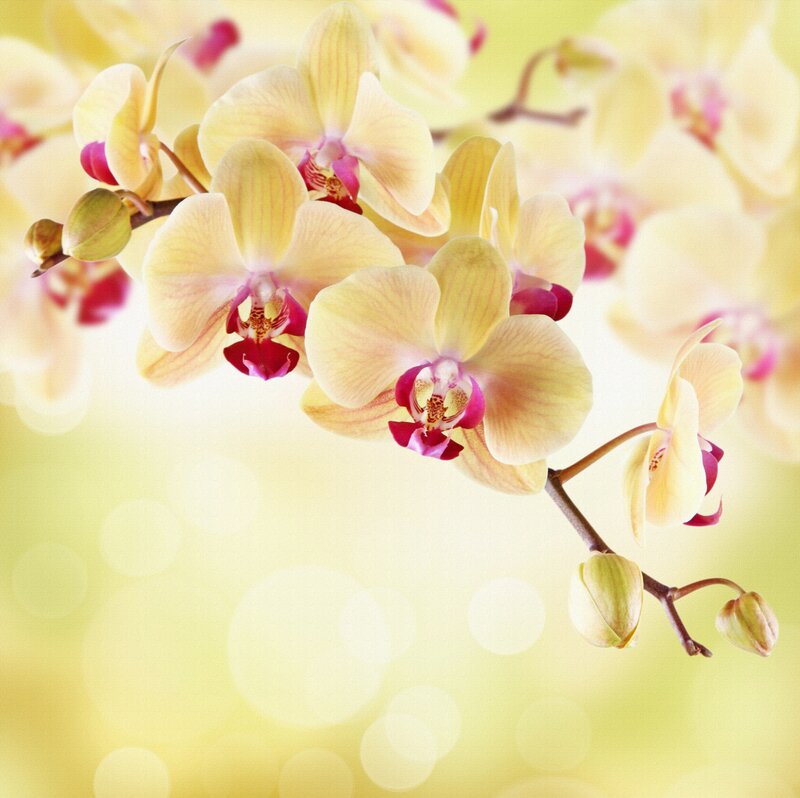 Yellow Orchid Flowers — Serene, Photograph, Buds
