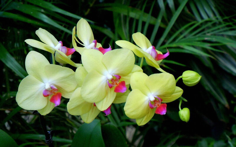 Yellow Orchid Flowers — Serene, Photograph, Green Leaves