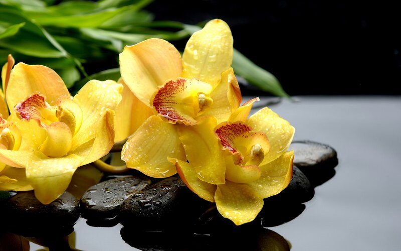 Yellow Orchid Flowers — Serene, Photograph, Rocks