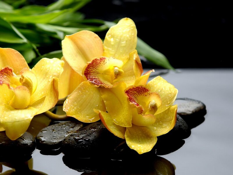 Yellow Orchid Flowers — Serene, Photograph, Rocks, Water Droplets