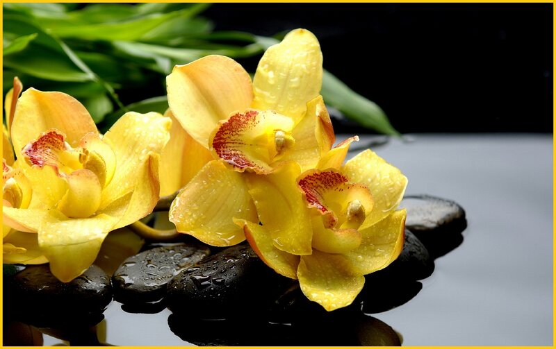 Yellow Orchid Flowers — Serene, Photograph, Rocks, Water