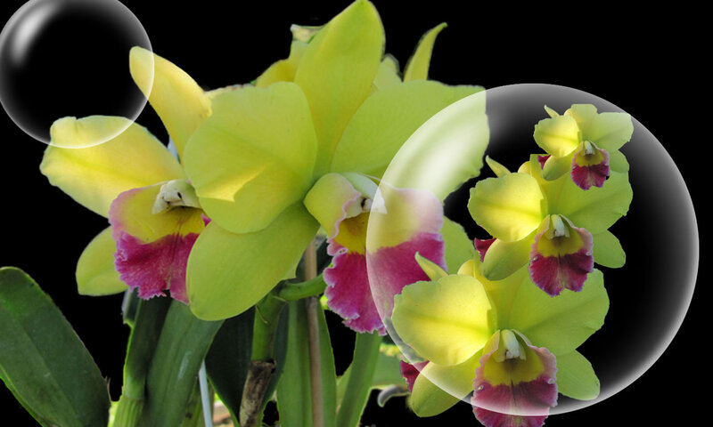 Yellow Orchid Flowers — Serene, Photograph