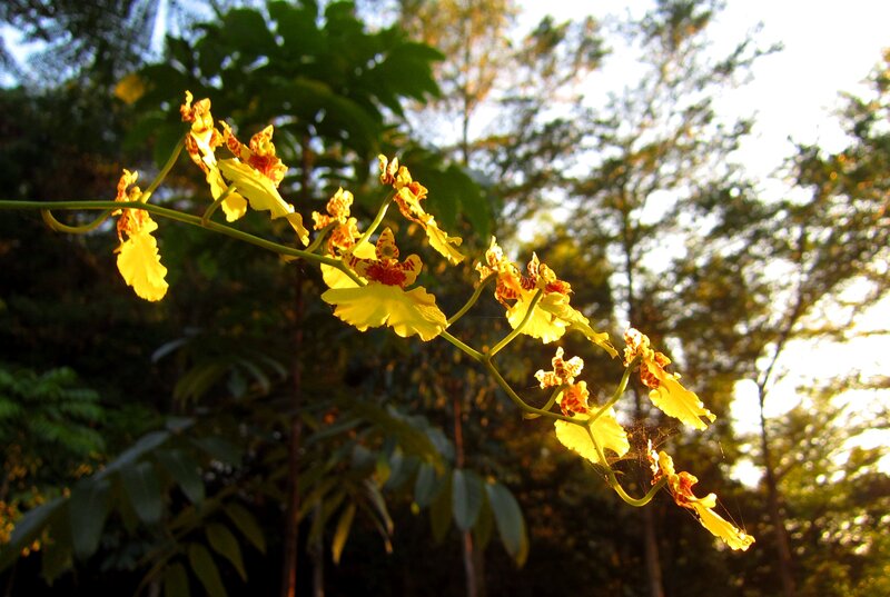 Yellow Orchid Flowers — Serene, Sunset