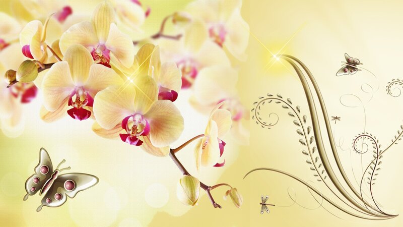Yellow Orchid Flowers — Serene